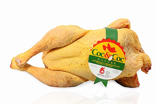 Pollo CocCoc